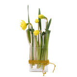 Parall&egrave;le de jonquilles - MB Murielle Bailet &reg;