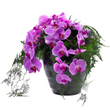 Composition d'orchid&eacute;e - MB Murielle Bailet &reg;
