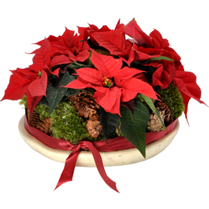 Poinsettia rouge - MB Murielle Bailet &reg;