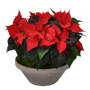 Poinsettia  rouge en pot - MB Murielle Bailet &reg;